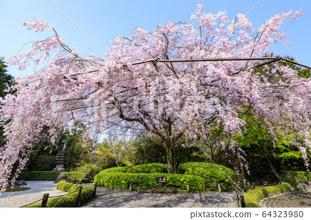 Myoshinji Rezoin櫻花 Myoshinji Rezoin櫻花 64323980