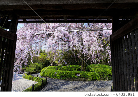 Myoshinji Rezoin Sakura 64323981