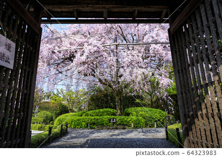 Myoshinji Rezoin Sakura 64323983