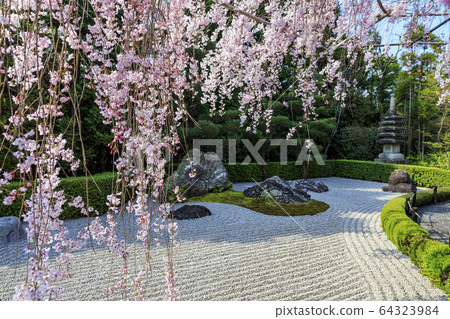 Myoshinji Rezoin Sakura 64323984