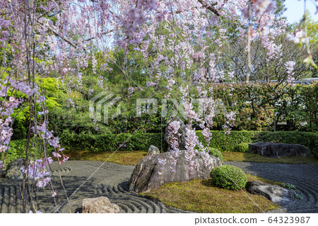 Myoshinji Rezoin Sakura 64323987