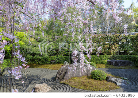Myoshinji Rezoin Sakura 64323990
