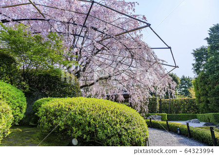 Myoshinji Rezoin Sakura 64323994