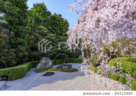 Myoshinji Rezoin Sakura Myoshinji Rezoin Sakura 64323995