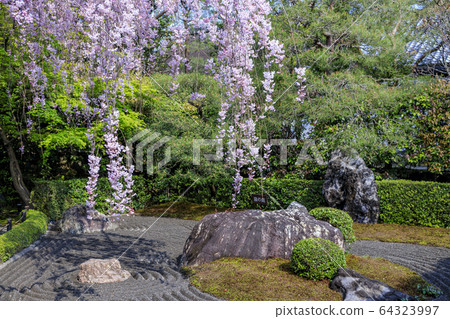 Myoshinji Rezoin Sakura 64323997