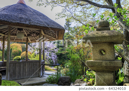 Myoshinji Rezoin櫻花 Myoshinji Rezoin櫻花 64324010