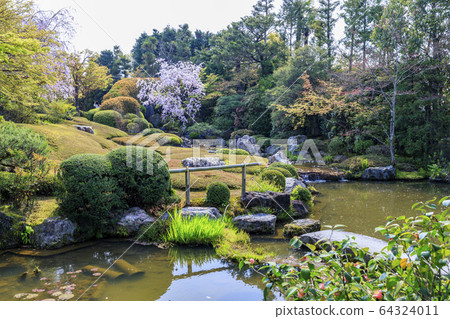 Myoshinji Rezoin櫻花 64324011