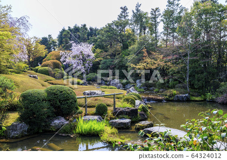 Myoshinji Rezoin櫻花 64324012