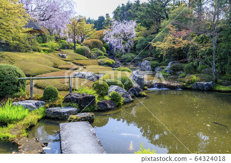 Myoshinji Rezoin櫻花 64324018