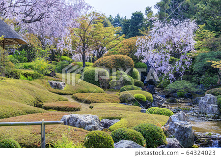 Myoshinji Rezoin Sakura 64324023