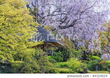 Myoshinji Rezoin Sakura 64324024