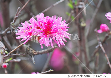 Pink Chestnut Flower 64324070