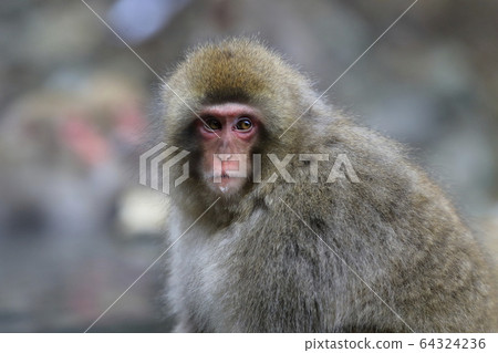 在Jigokudani猴子公園的雪猴子 64324236