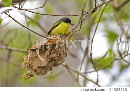 Common Tody-Flycatcher, Todirostrum cinereum, with Common Tody-Flycatcher, Todirostrum cinereum, with 64324310