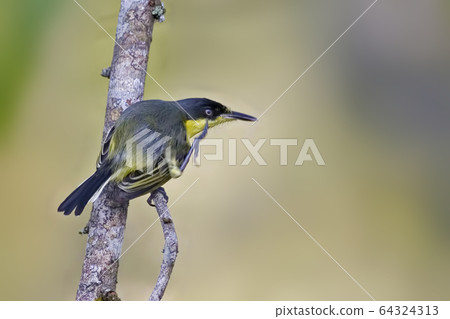 Common Tody-Flycatcher, Todirostrum cinereum, 64324313