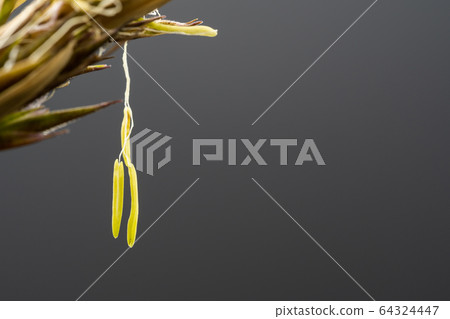 Bamboo flowers Bamboo flowers 64324447