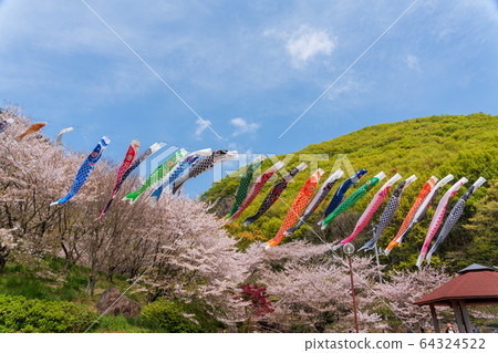 櫻花和鯉魚飄帶 64324522