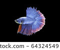 Siamese fighting fish movement on black background. 64324549