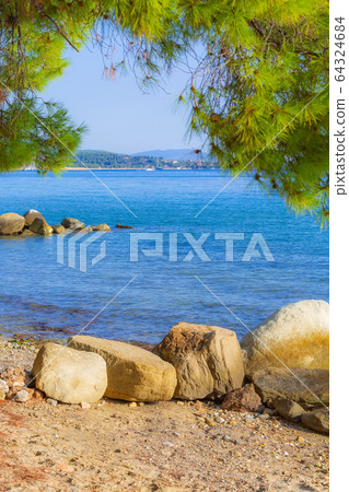 Pine forest tree by the sea in Halkidiki, Greece 64324684