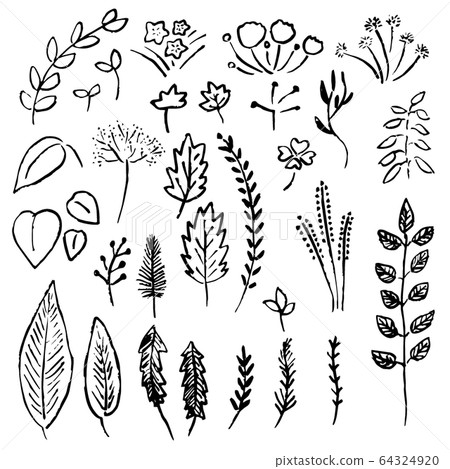 植物 植物學 植物的 64324920