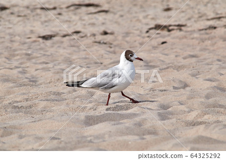 Black-headed Gull running across the beach Black-headed Gull running across the beach 64325292
