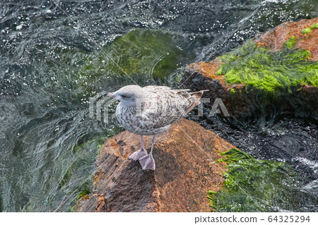 black-backed seagull on stone with green algae and black-backed seagull on stone with green algae and 64325294