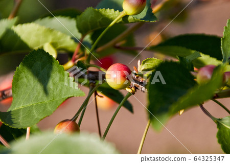 one still unripe young orange red cherry 64325347