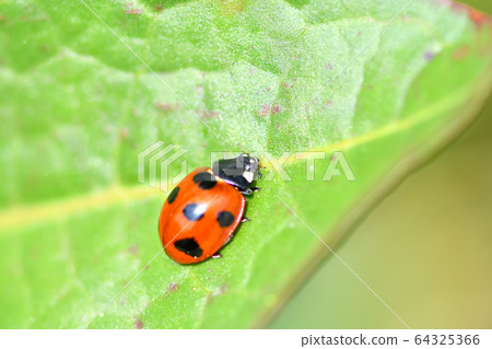 Nana Hoshi Tentou Nana Hoshi Tentou 64325366