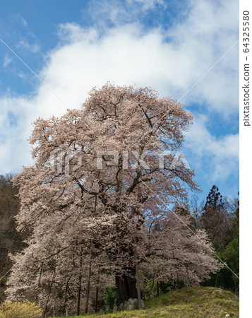 [福島縣] _秋山小櫻_04 64325580