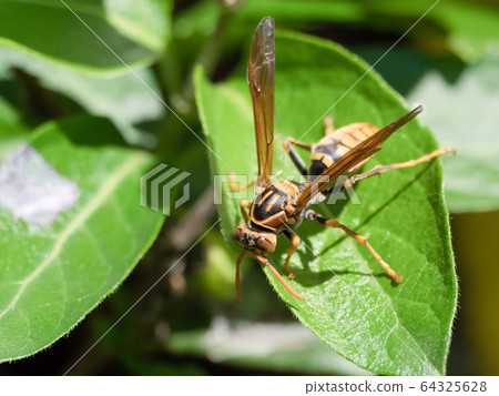 Polistes jokahamae 64325628