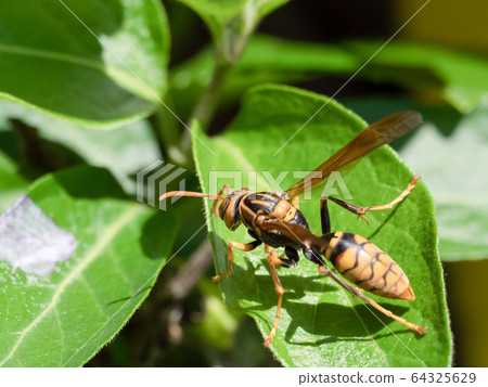 Polistes jokahamae Polistes jokahamae 64325629