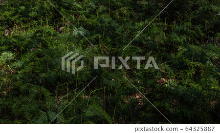 Green leaves Green leaves 64325887