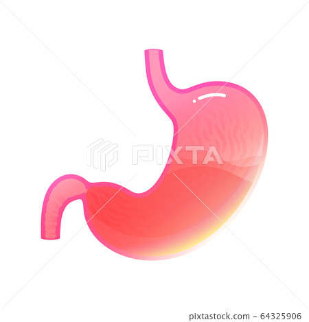 Vector isolated illustration of stomach Vector isolated illustration of stomach 64325906