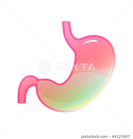 Vector isolated illustration of stomach 64325907