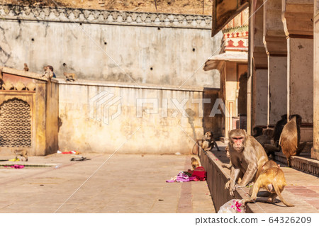 Monkey in the Monkey Temple in Jaipur, Rajasthan, 64326209