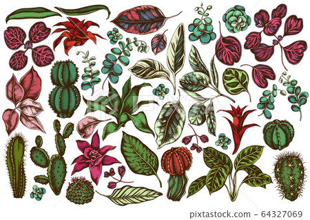 Vector set of hand drawn colored ficus, iresine, kalanchoe, calathea, guzmania, cactus Vector set of hand drawn colored ficus, iresine, kalanchoe, calathea, guzmania, cactus 64327069