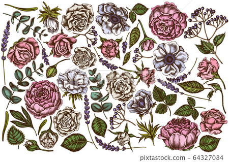 Vector set of hand drawn colored roses, anemone, eucalyptus, lavender, peony, viburnum 64327084