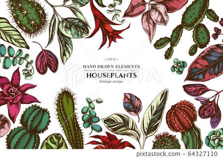 Floral design with colored ficus, iresine, kalanchoe, calathea, guzmania, cactus 64327110