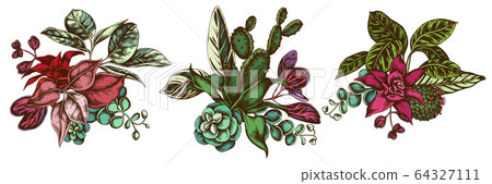 Flower bouquet of colored ficus, iresine, kalanchoe, calathea, guzmania, cactus Flower bouquet of colored ficus, iresine, kalanchoe, calathea, guzmania, cactus 64327111