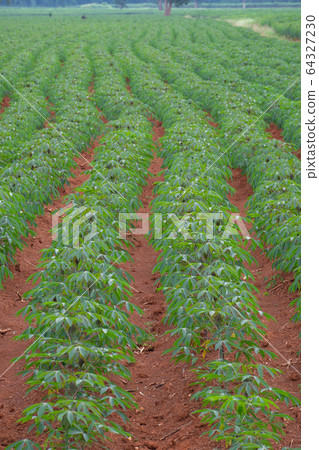 row of cassava in field 64327230