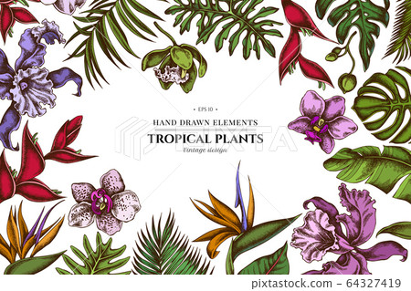 Floral design with colored monstera, banana palm leaves, strelitzia, heliconia, tropical palm leaves, orchid 64327419