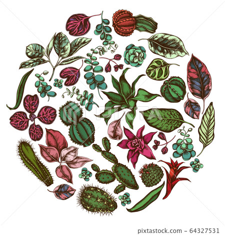 Round floral design with colored ficus, iresine, kalanchoe, calathea, guzmania, cactus Round floral design with colored ficus, iresine, kalanchoe, calathea, guzmania, cactus 64327531