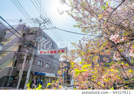 日本的春天日本神奈川縣川崎市的Nikkaku灌溉水沿岸排成一排櫻花樹（小杉武藏附近） 64327611
