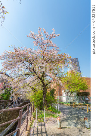 Spring in Japan A row of cherry blossom trees along the Nikkaku irrigation water in Kawasaki, Kanagawa Prefecture (around Musashi Kosugi) 64327613