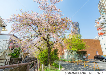 Spring in Japan A row of cherry blossom trees along the Nikkaku irrigation water in Kawasaki, Kanagawa Prefecture (around Musashi Kosugi) 64327614