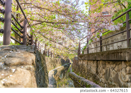 Spring in Japan A row of cherry blossom trees along the Nikkaku irrigation water in Kawasaki, Kanagawa Prefecture (around Musashi Kosugi) 64327615