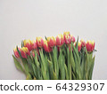 Red and yellow tulips with number eight. Top view of the white background of the spring composition. 64329307