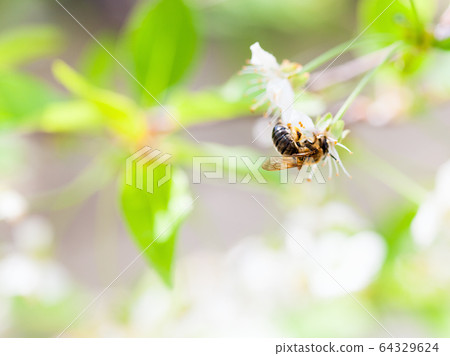 Honey bee enjoying blossoming cherry tree on 64329624