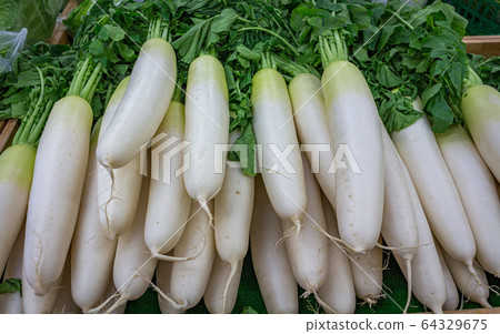 Selection of organic daikon radish for sale at farmers market, Kanazawa, Japan. 64329675