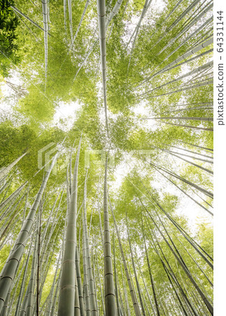 Moso bamboo image material Doi bamboo forest Mie tourist spot Moso bamboo image material Doi bamboo forest Mie tourist spot 64331144